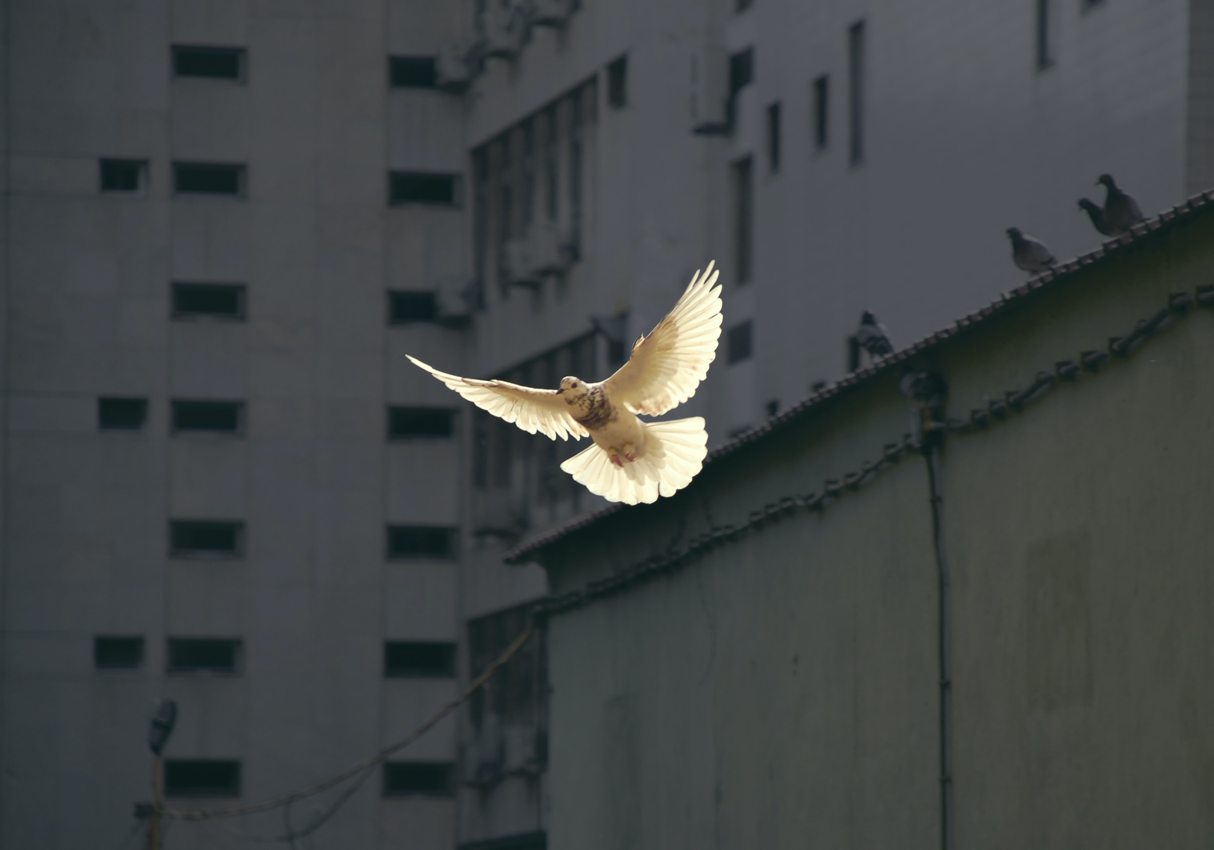 A dove flies in front of a building.