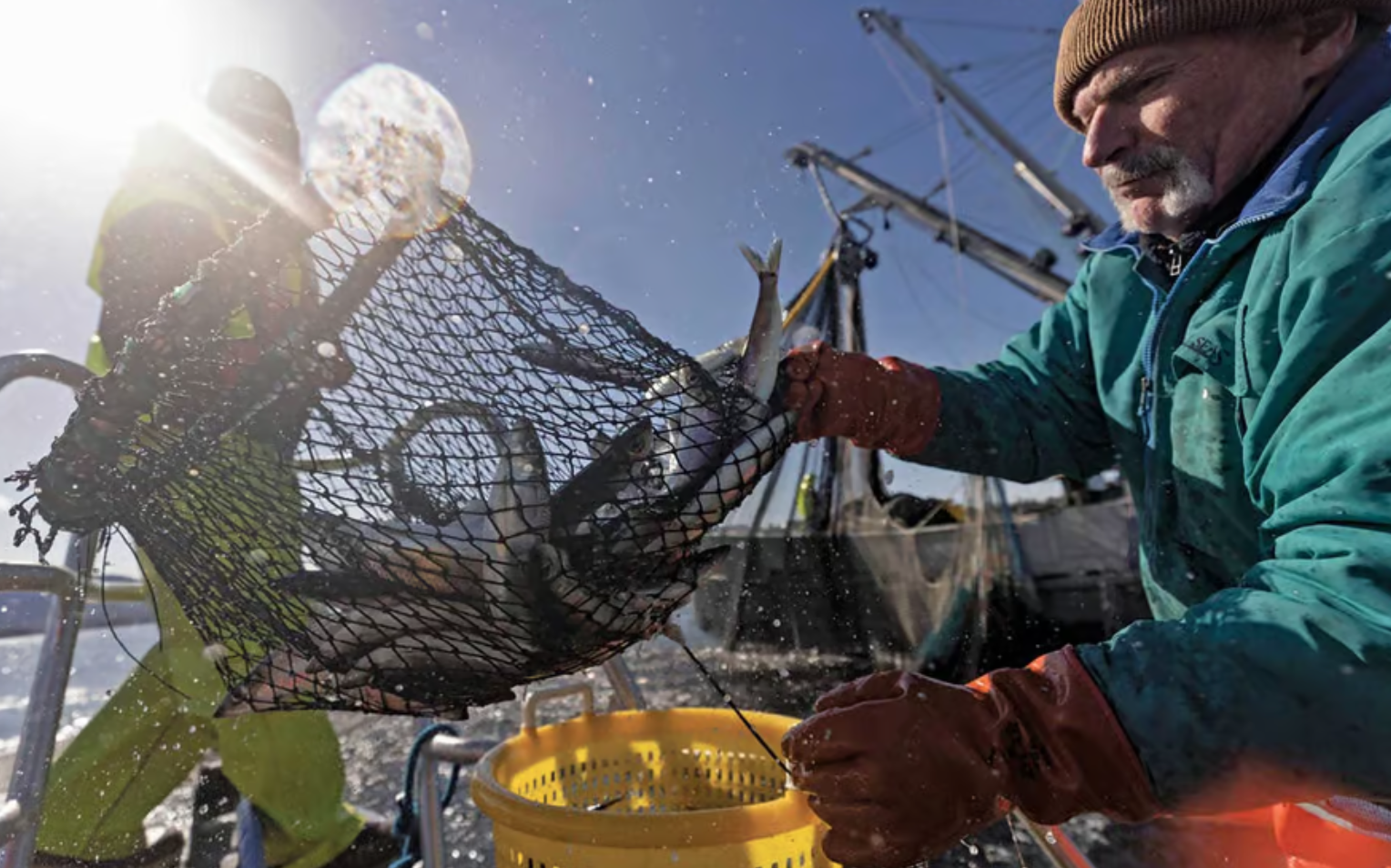 Net positive? Paul Salomone, a fisheries management biologist, samples herring to help determine whether the fishery should be opened for the day. (Nathaniel Wilder)