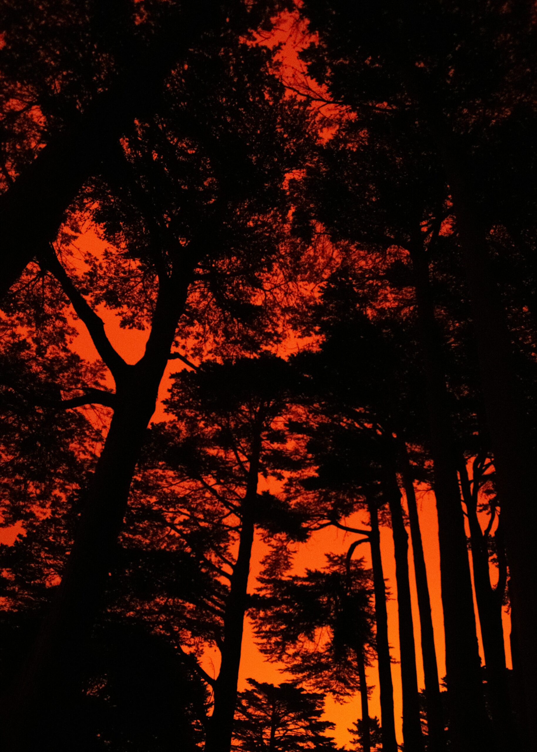 Trees are silhouetted against a red sky.